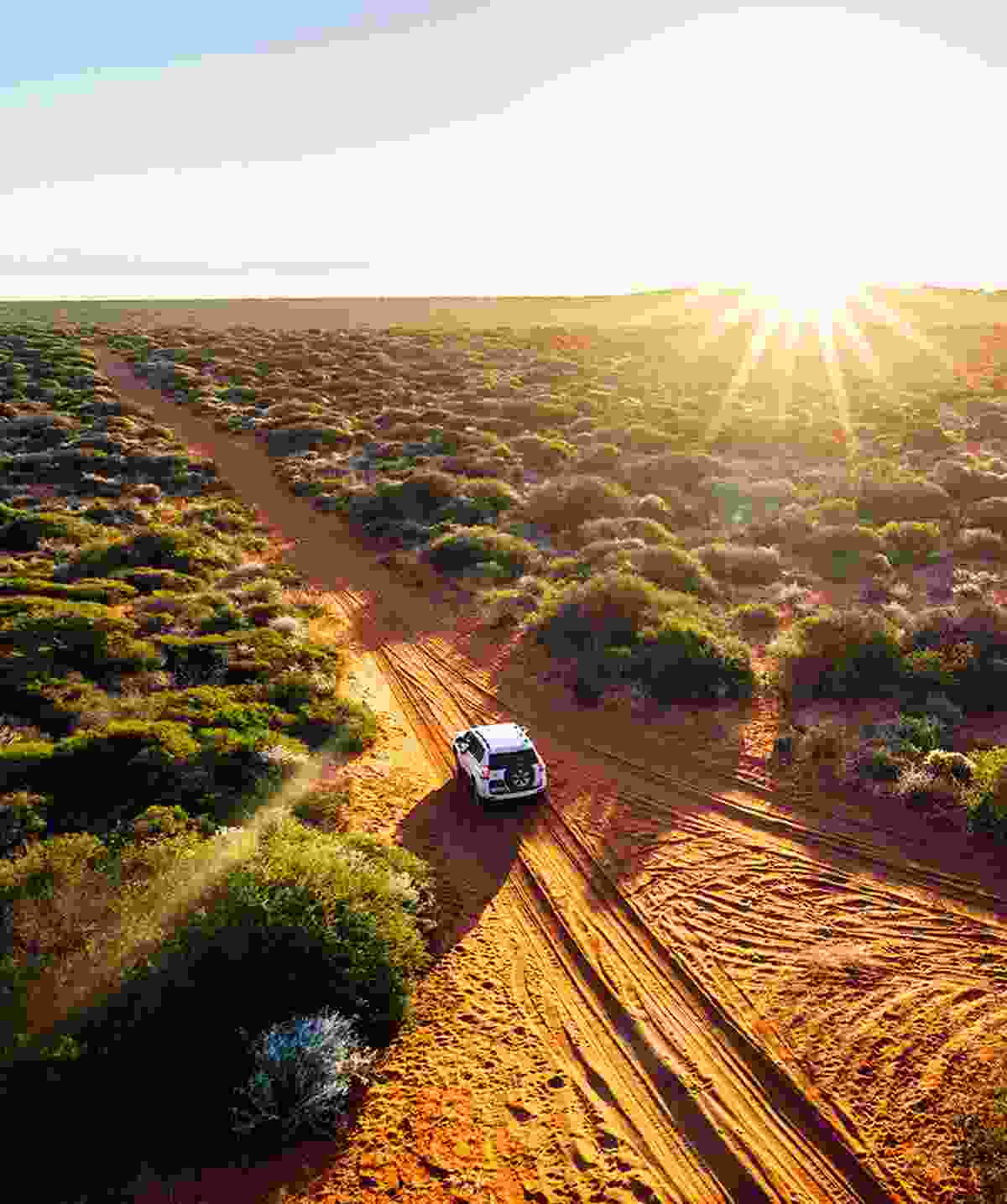 Lee Thorn Luxury Jungle Safari